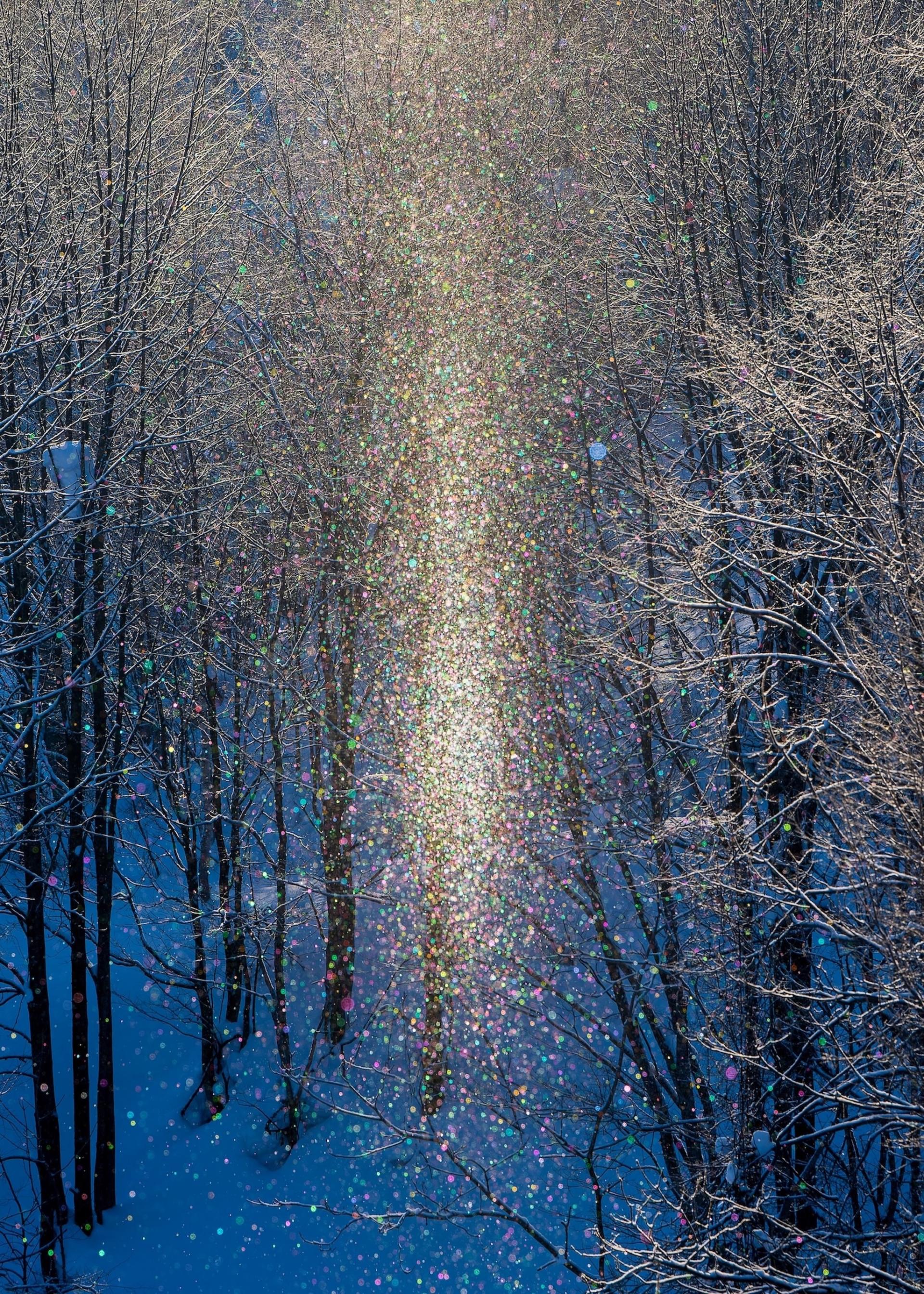 New York Photography Awards Winner - Galaxy in the Forest