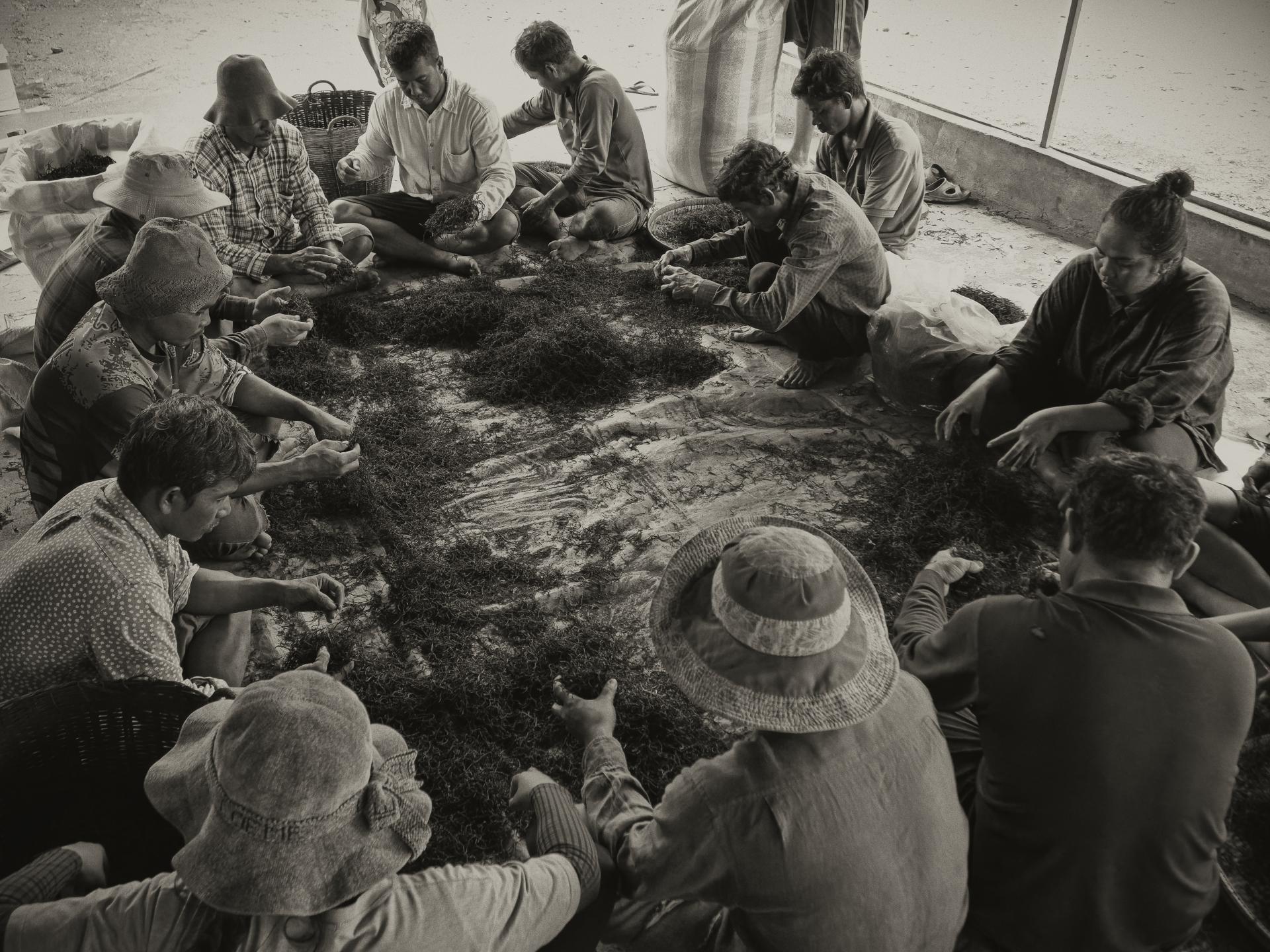 New York Photography Awards Winner - Kampot pepper fields and family