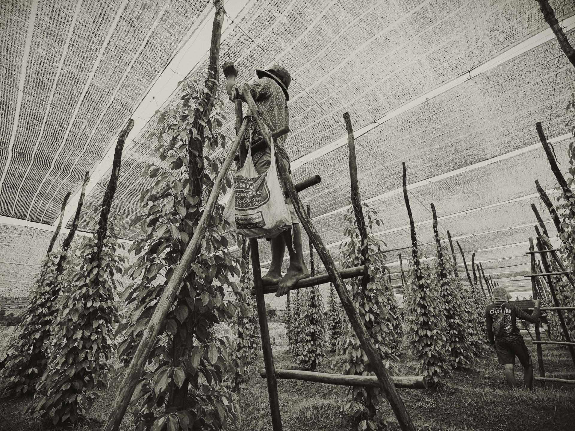 New York Photography Awards Winner - Kampot pepper fields and family