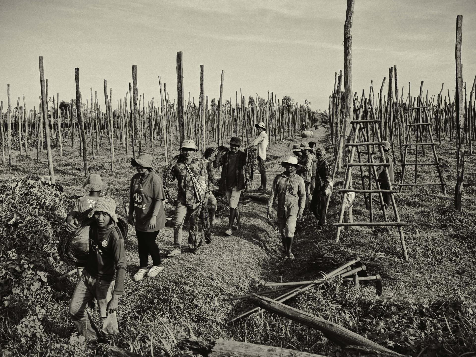 New York Photography Awards Winner - Kampot pepper fields and family