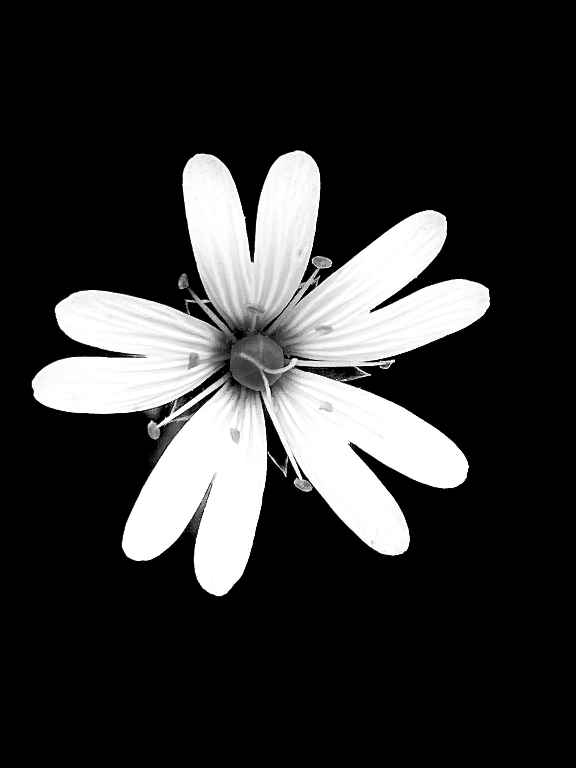 New York Photography Awards Winner - Flowers in white 