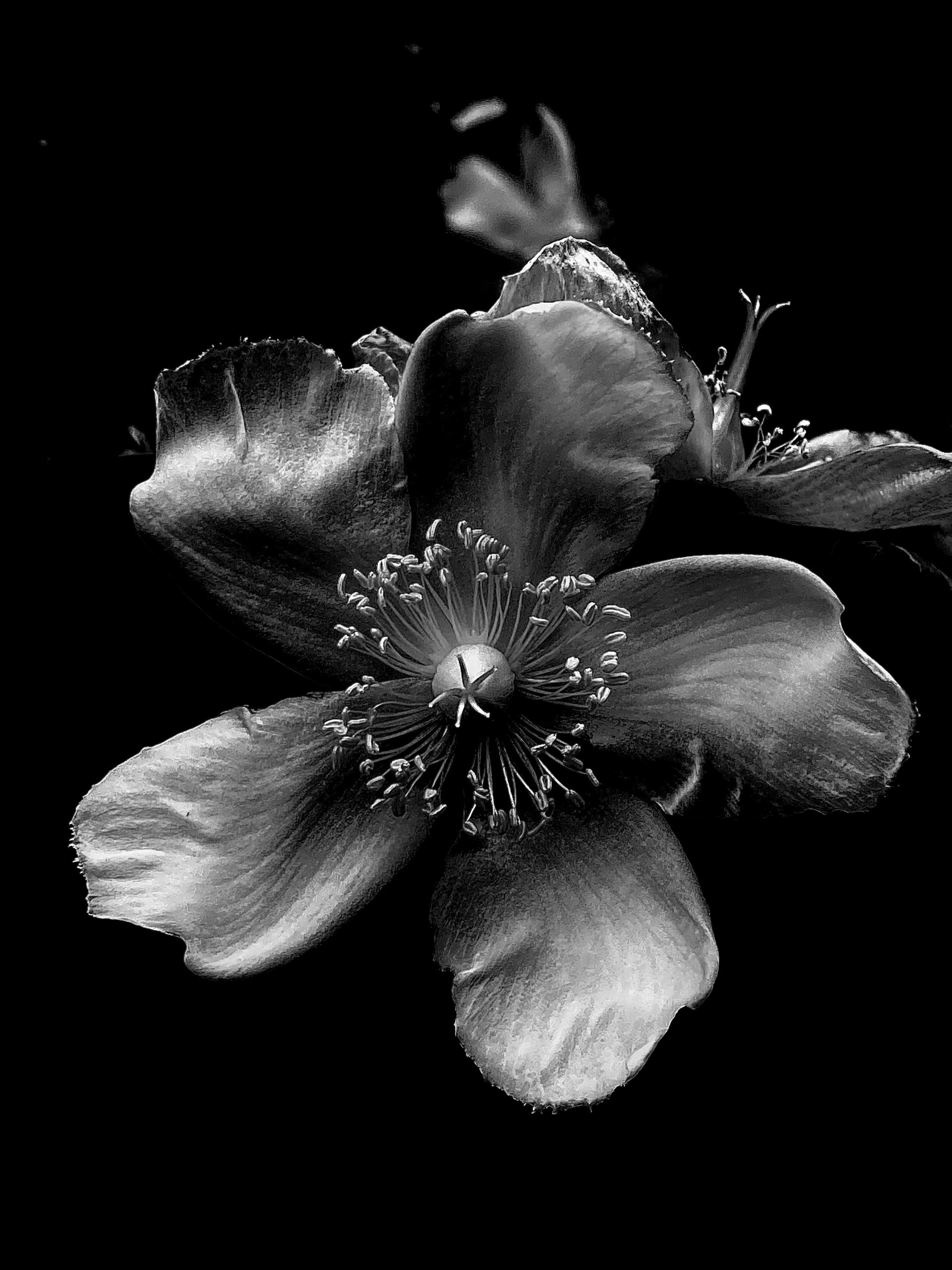 New York Photography Awards Winner - Flowers in white 