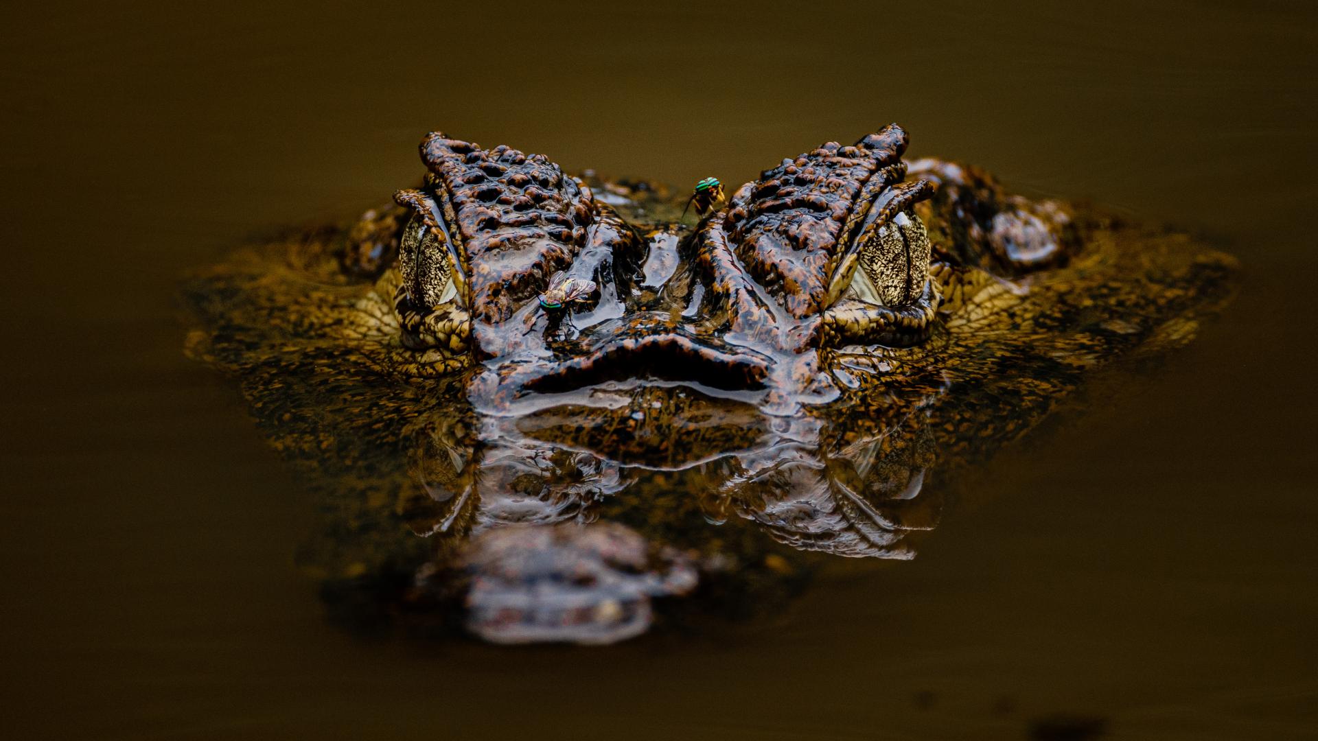 New York Photography Awards Winner - Resting Predator, Restless Guests