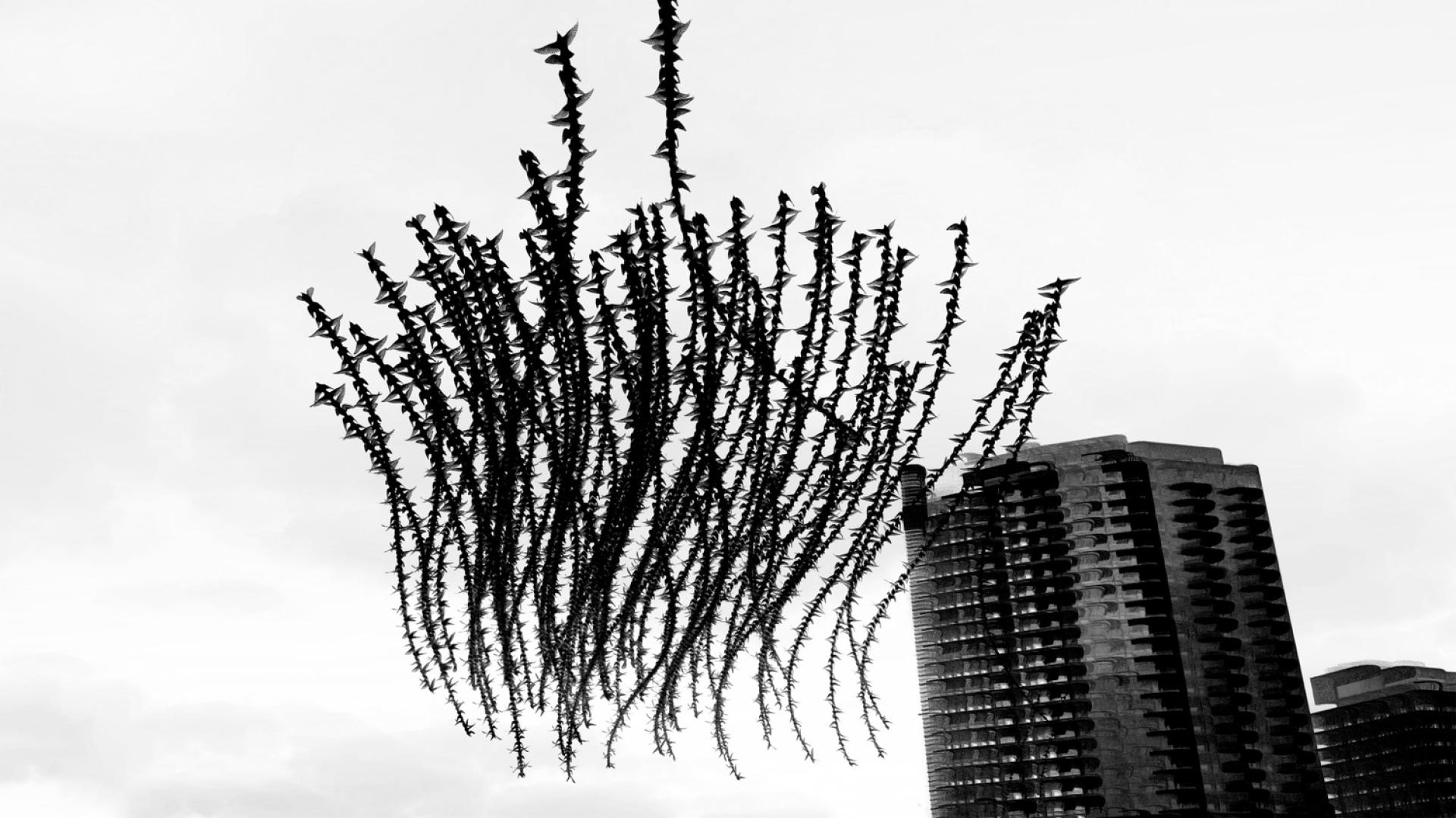 New York Photography Awards Winner - Wings Over Concrete