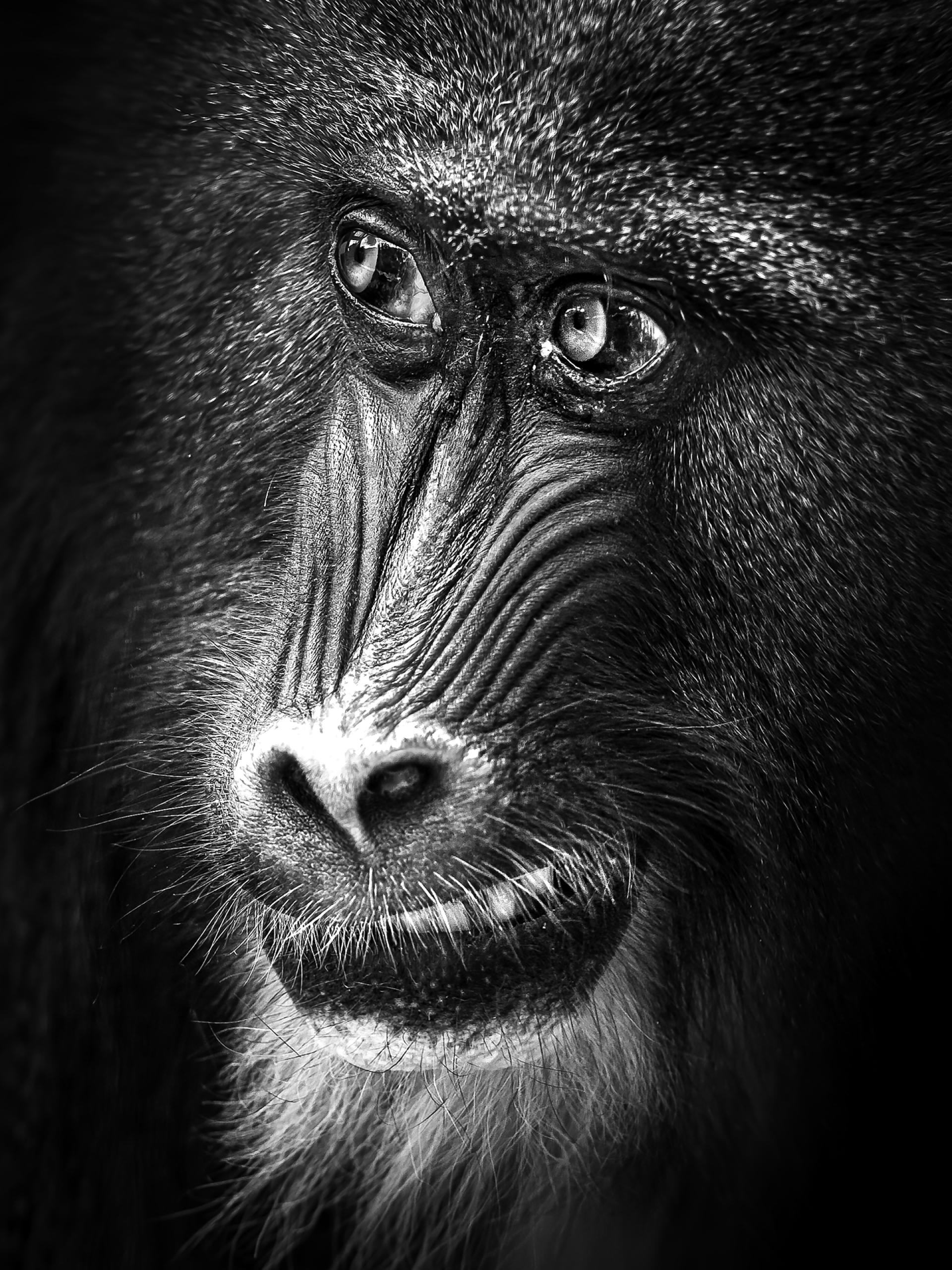 New York Photography Awards Winner - Mandrill