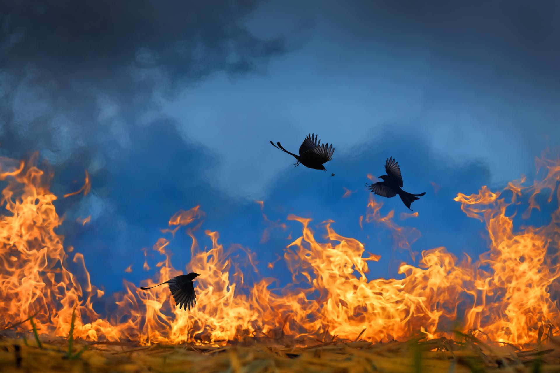 New York Photography Awards Winner - Wings of Fire