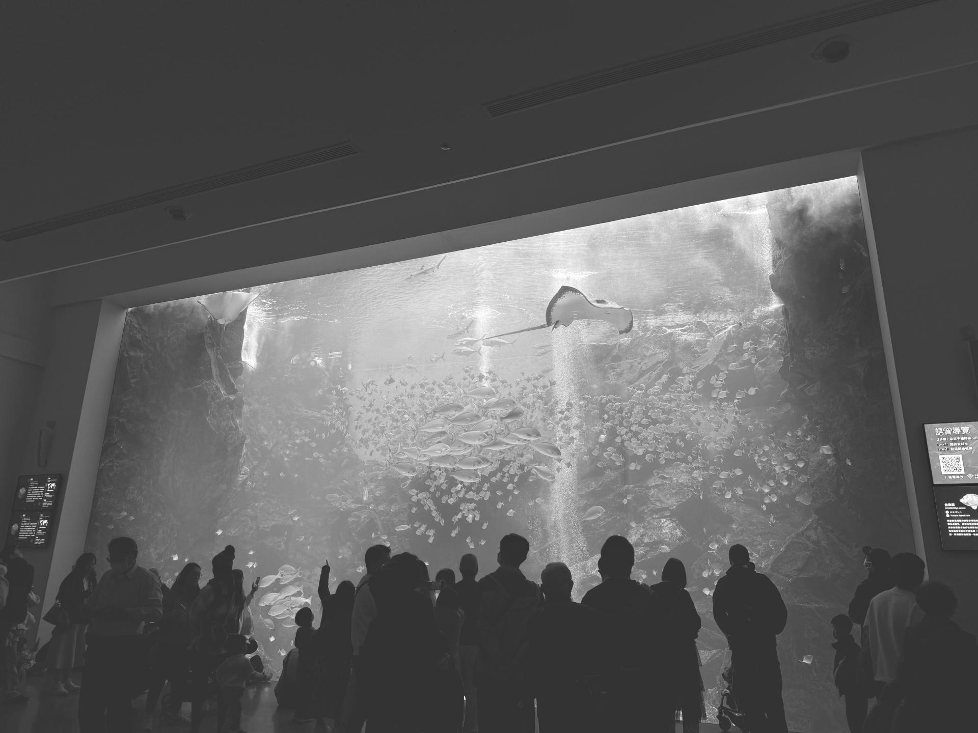 New York Photography Awards Winner - A penguin near the equator