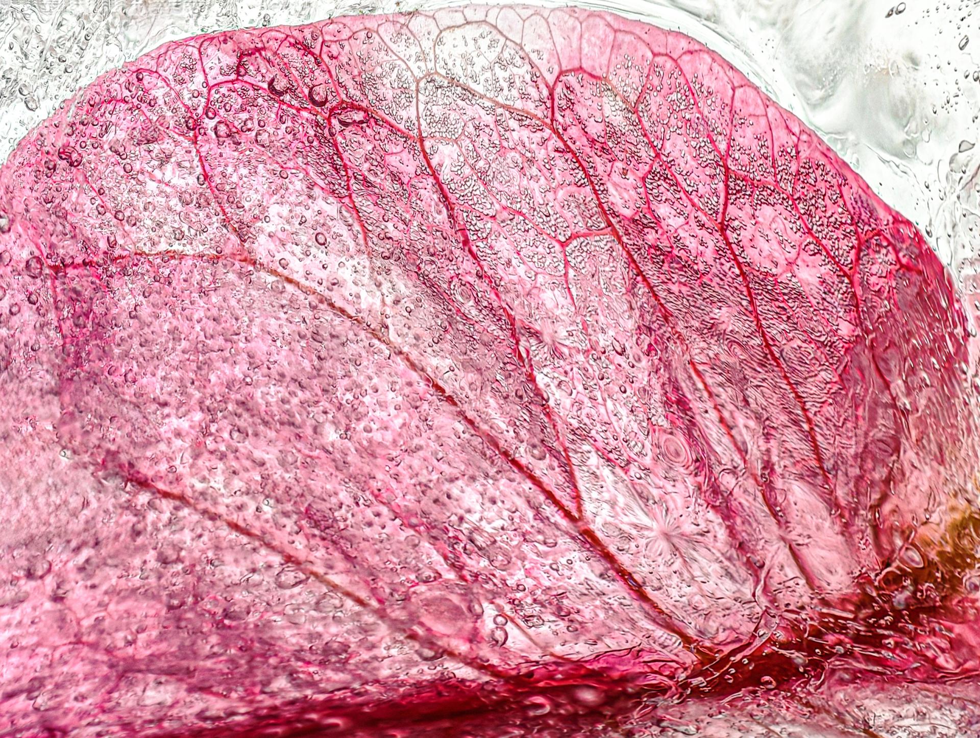New York Photography Awards Winner - Frozen Blossoms