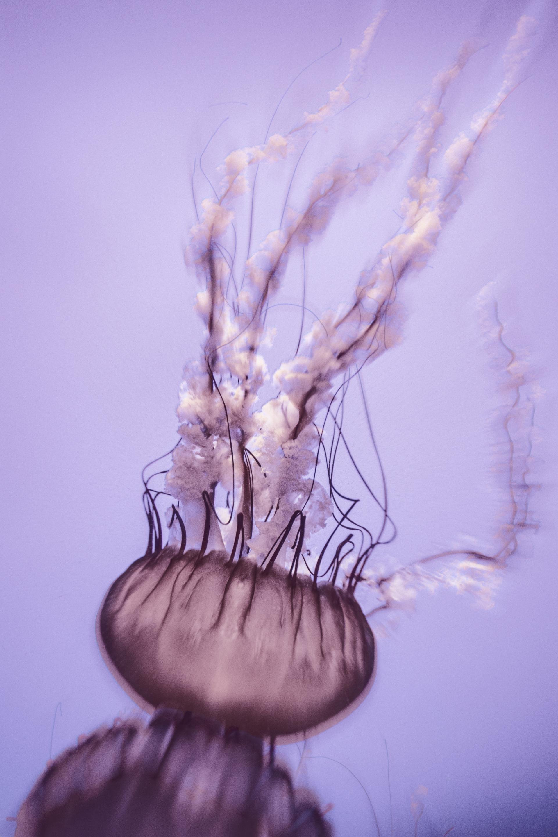 New York Photography Awards Winner - Chimera