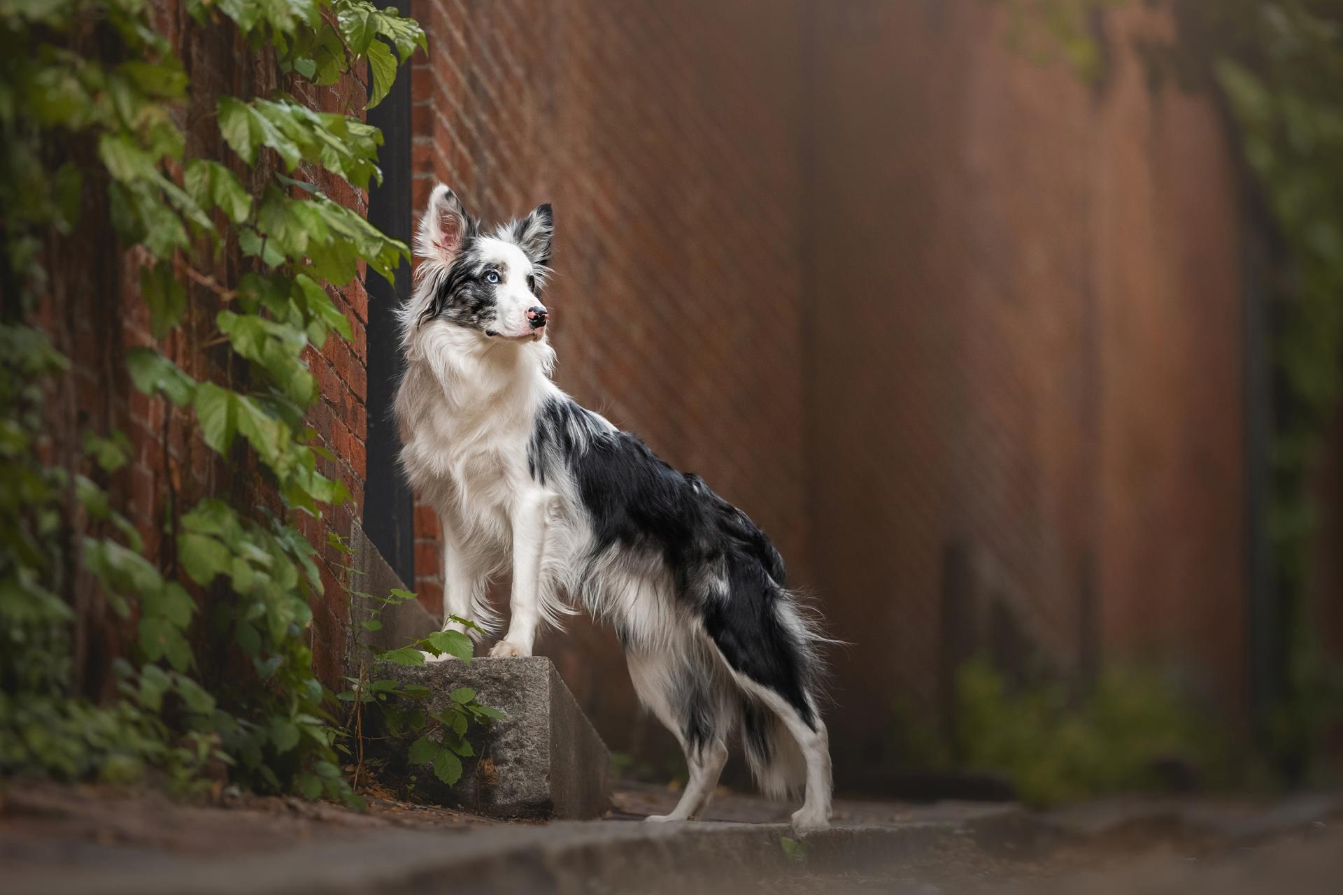 New York Photography Awards Winner - Among Brick And Bloom
