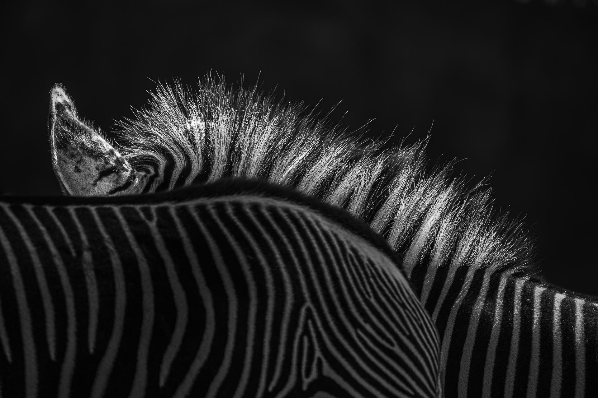 New York Photography Awards Winner - Back to Front