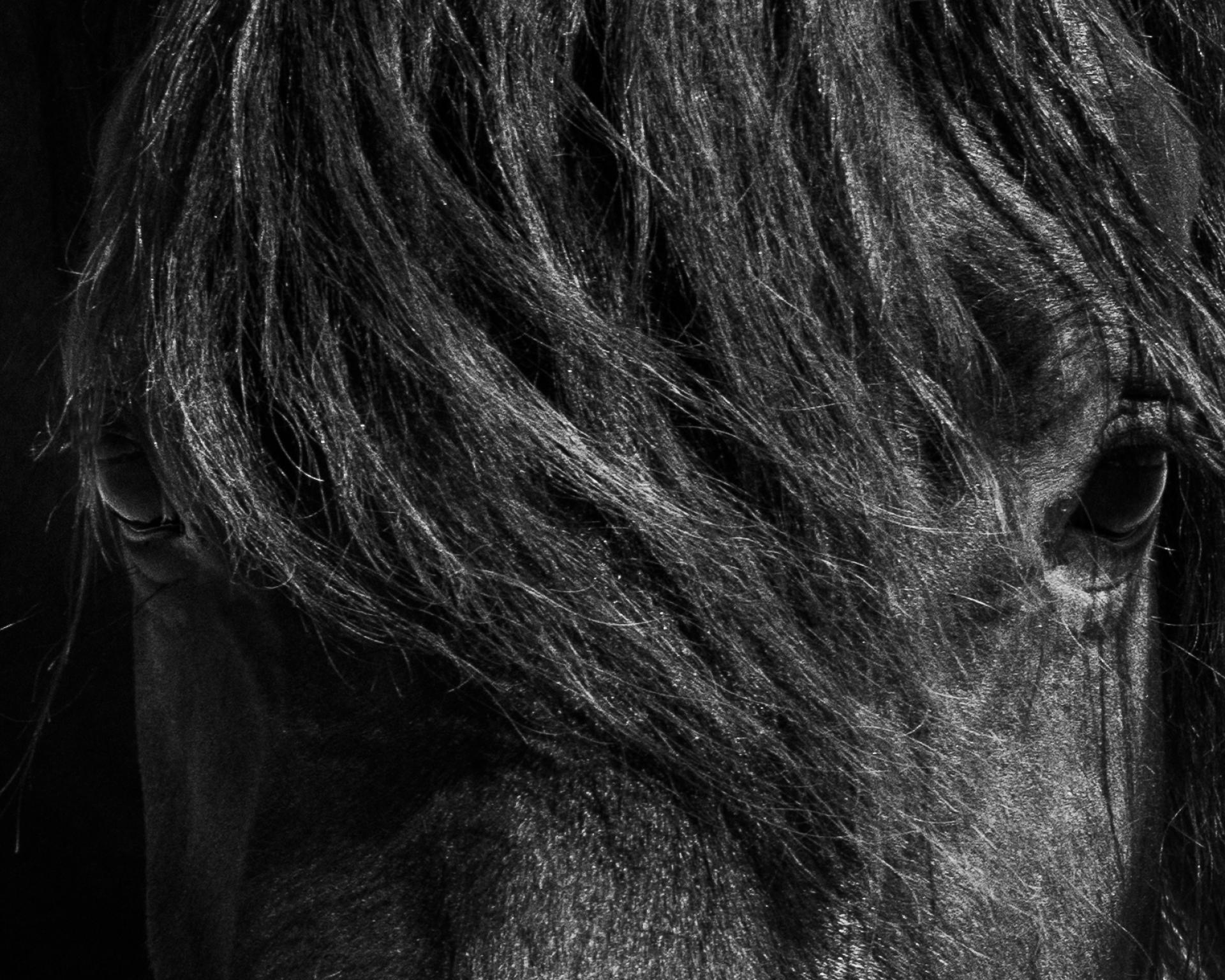 New York Photography Awards Winner - Steadfast