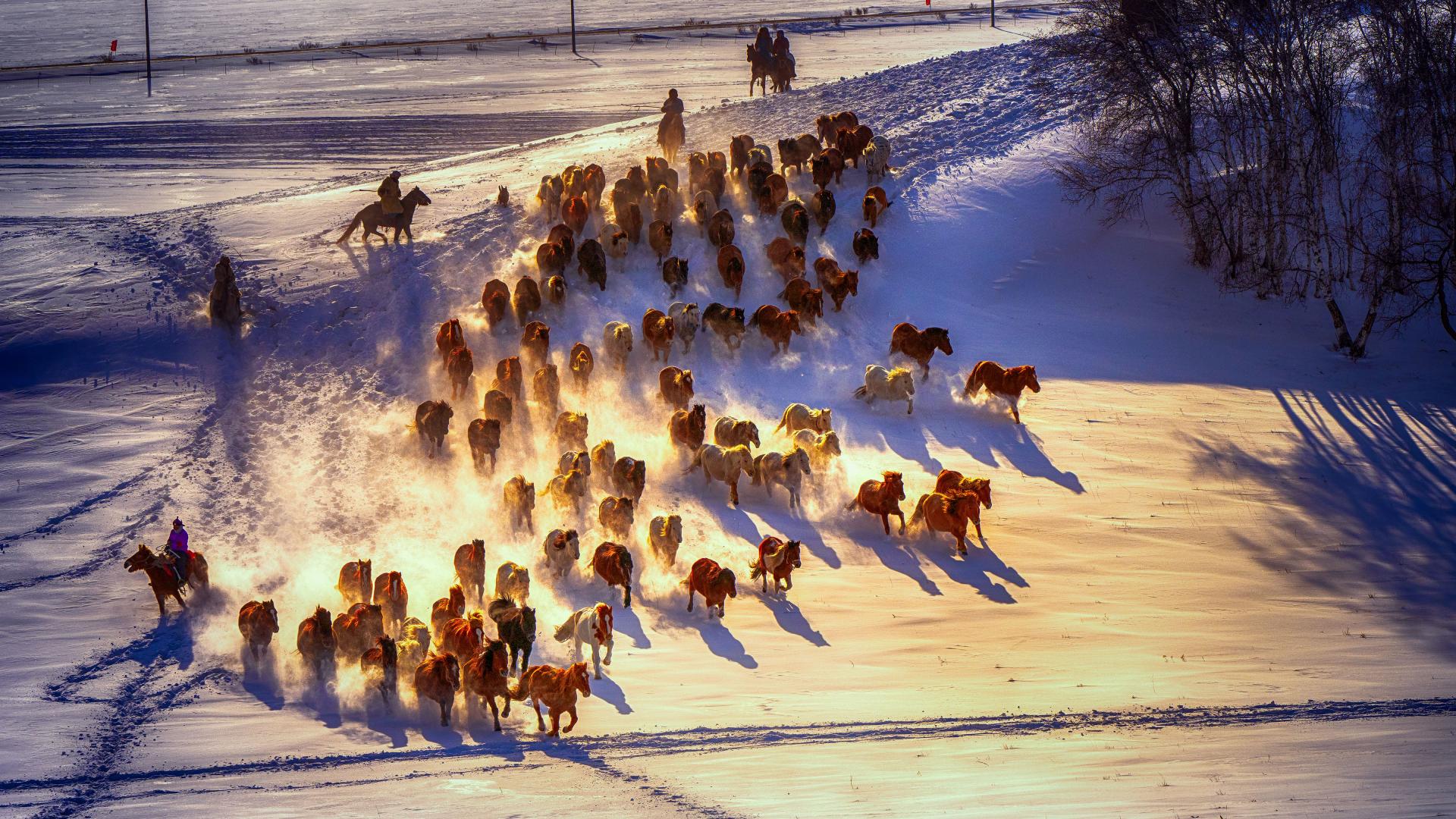 New York Photography Awards Winner - Gallop Across the Frozen Plains