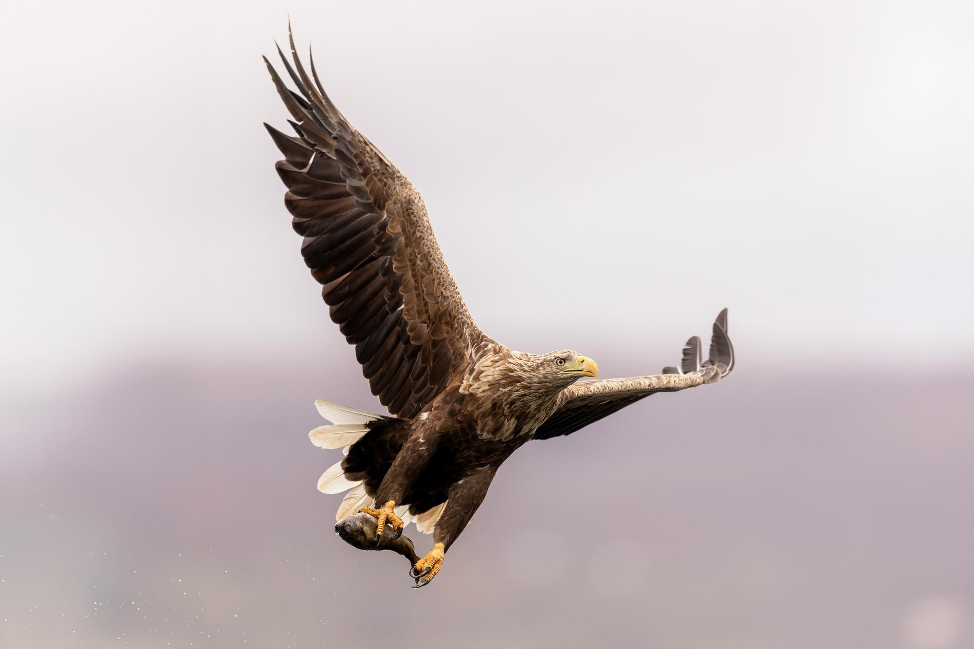 New York Photography Awards Winner - Catch of the Sky