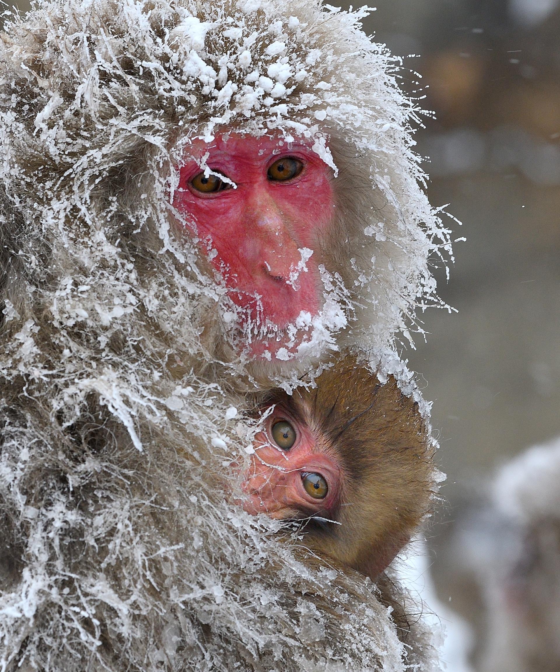 New York Photography Awards Winner - 凍てつく母子