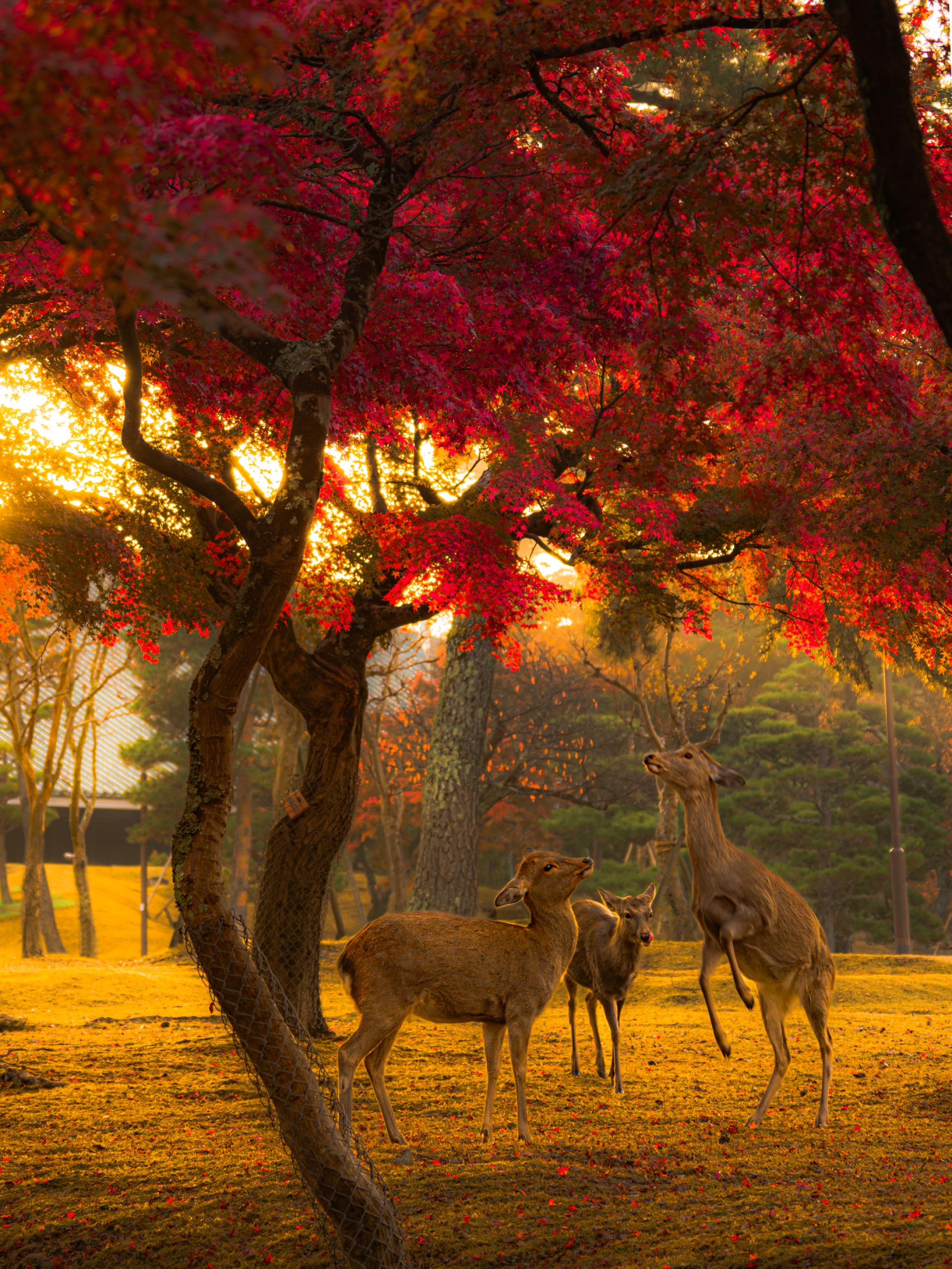New York Photography Awards Winner - Autumn Courtship