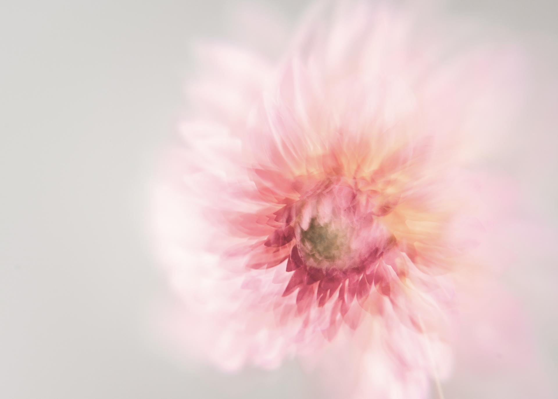 New York Photography Awards Winner - Dahlias 2025
