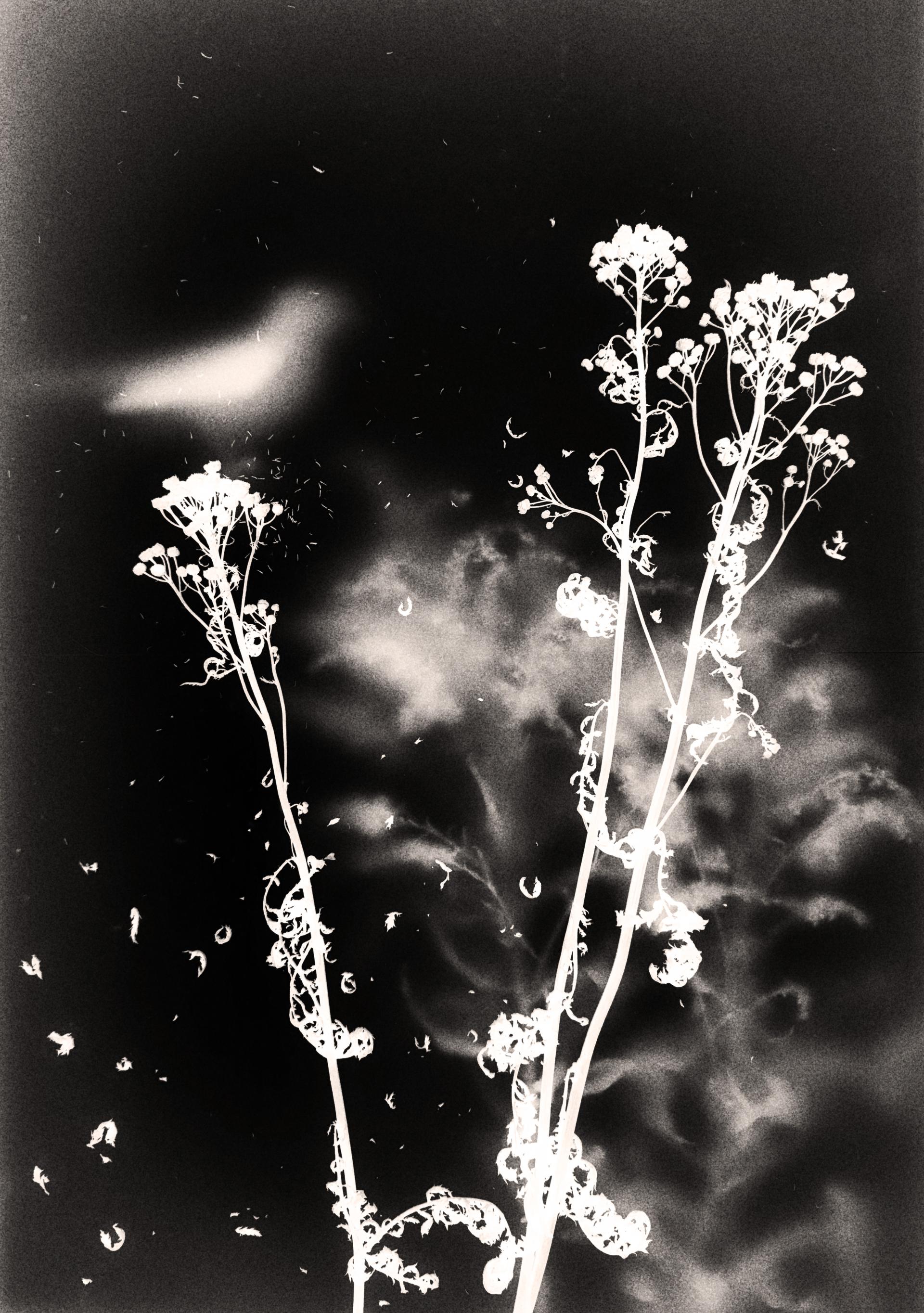 New York Photography Awards Winner - Intimations
