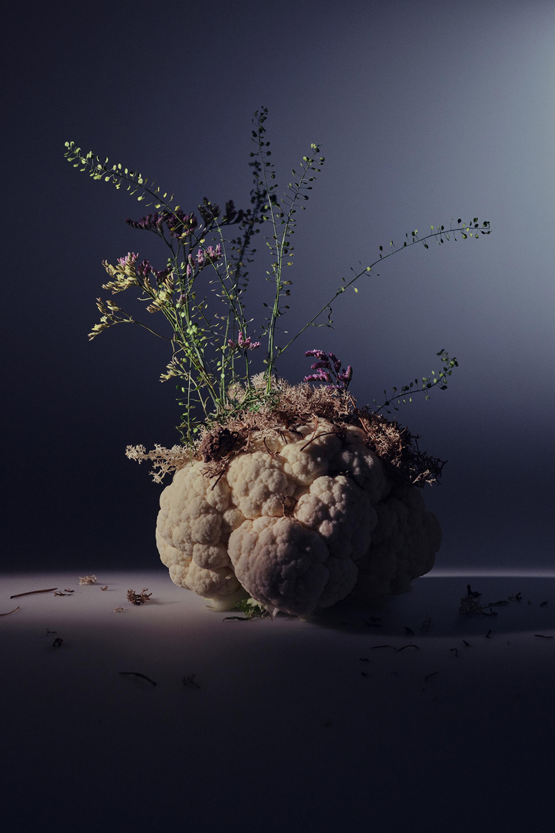 New York Photography Awards Winner - A PLACE TO GROW