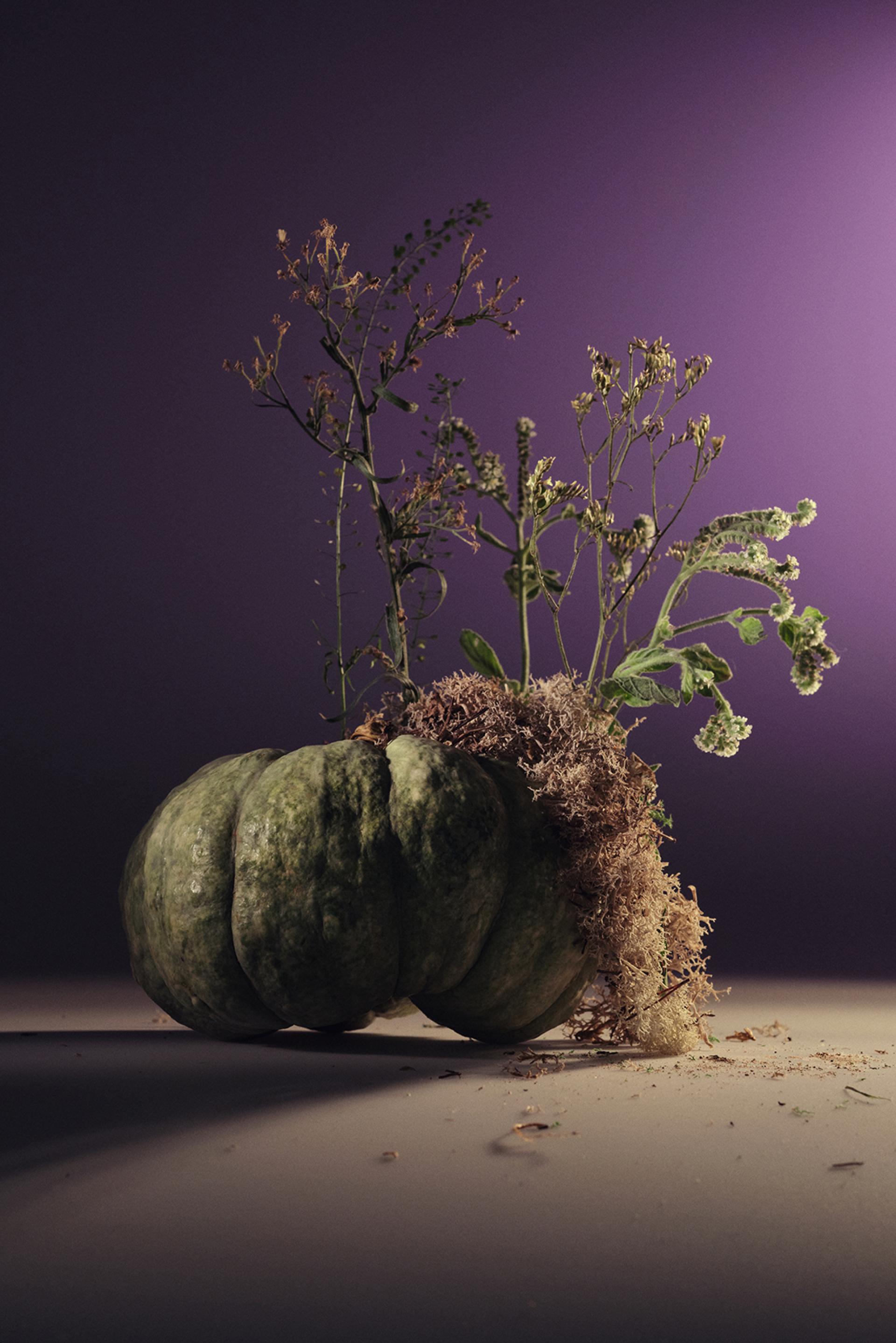 New York Photography Awards Winner - A PLACE TO GROW