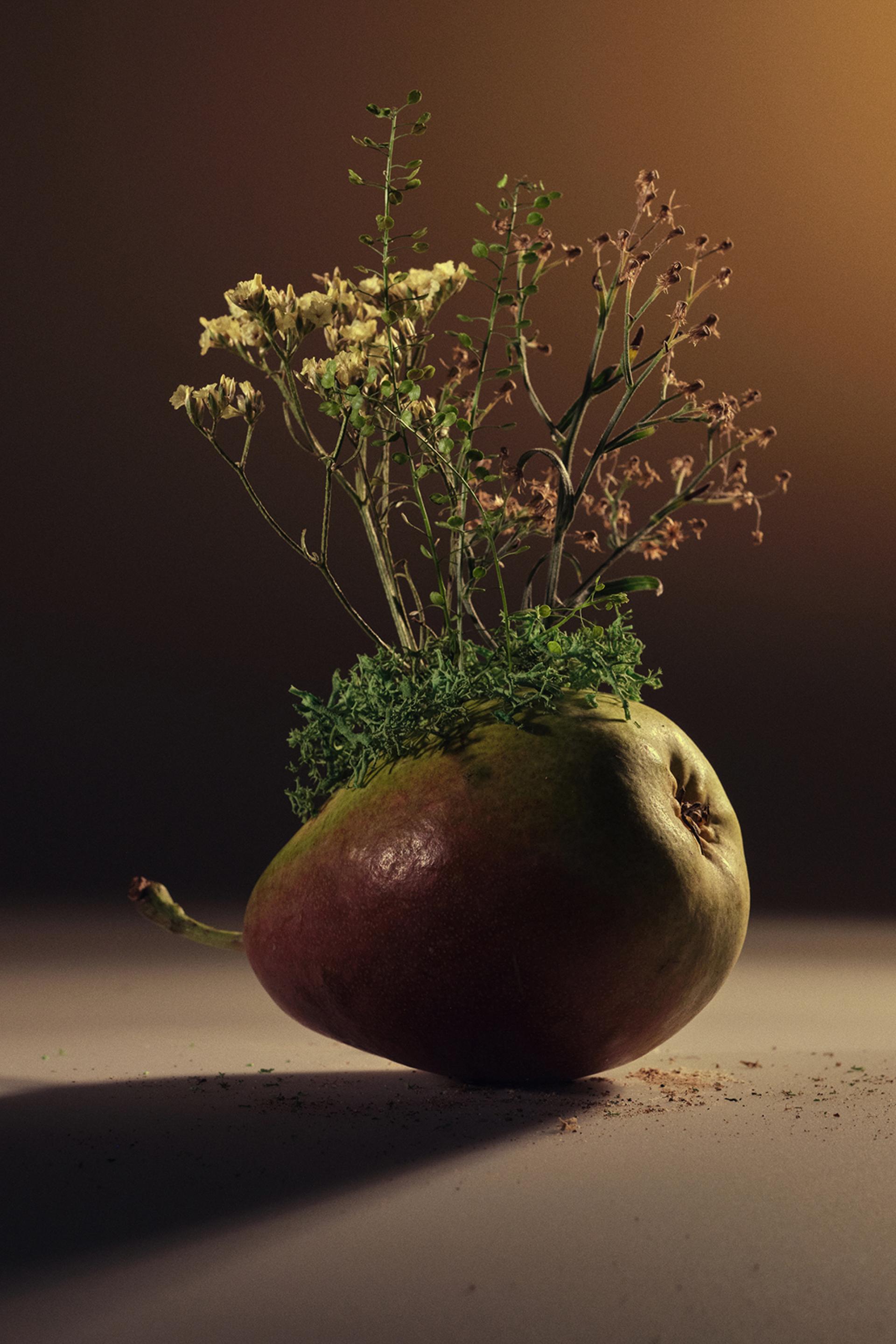 New York Photography Awards Winner - A PLACE TO GROW