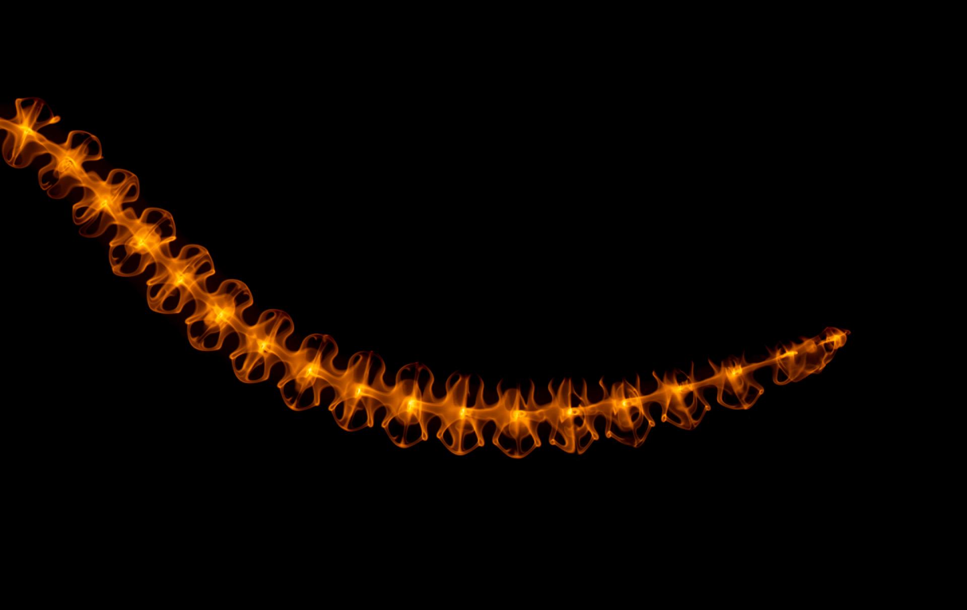 New York Photography Awards Winner - Water Snakes.