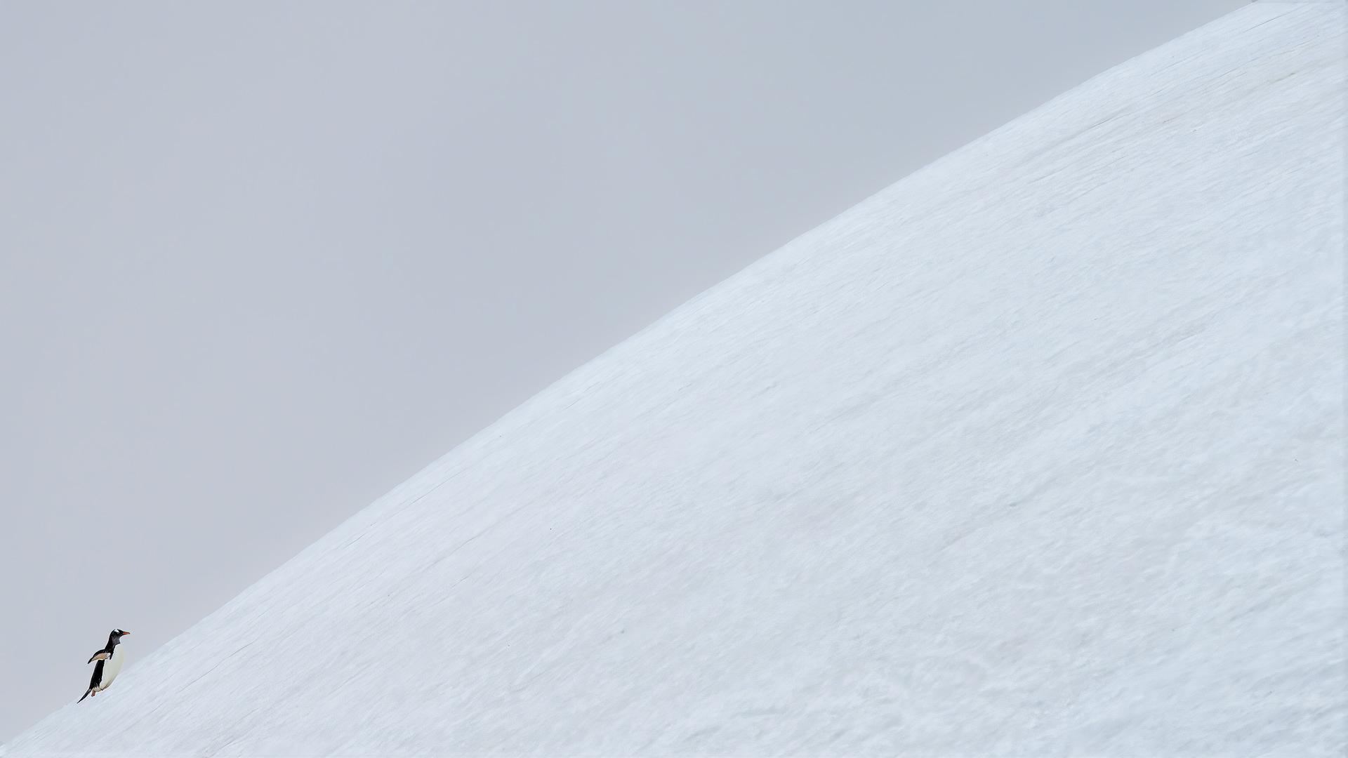 New York Photography Awards Winner - Against the Slope