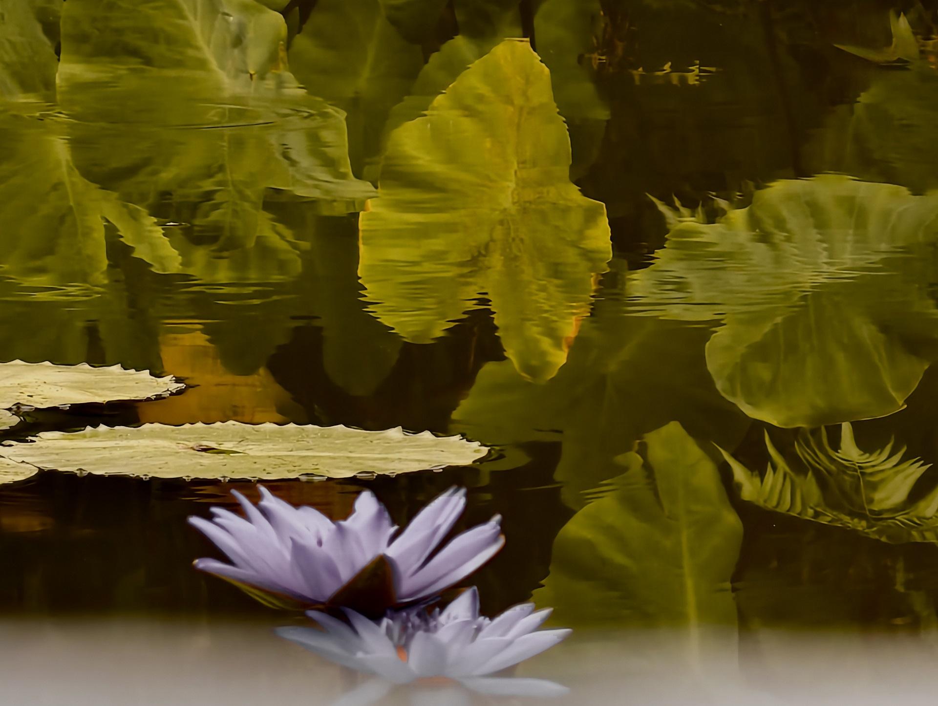 New York Photography Awards Winner - Boundary – Consciousness on the Water Surface