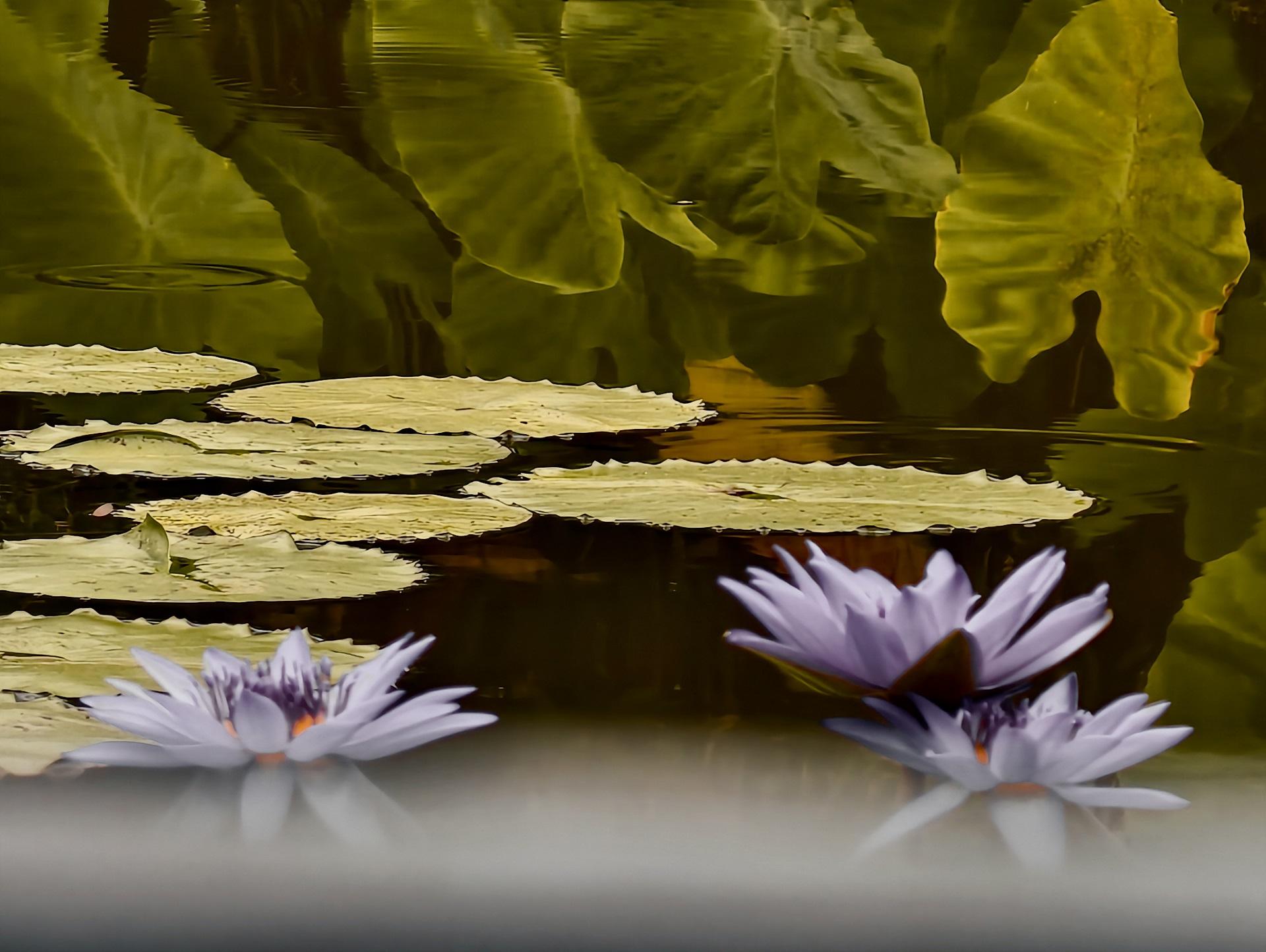 New York Photography Awards Winner - Boundary – Consciousness on the Water Surface