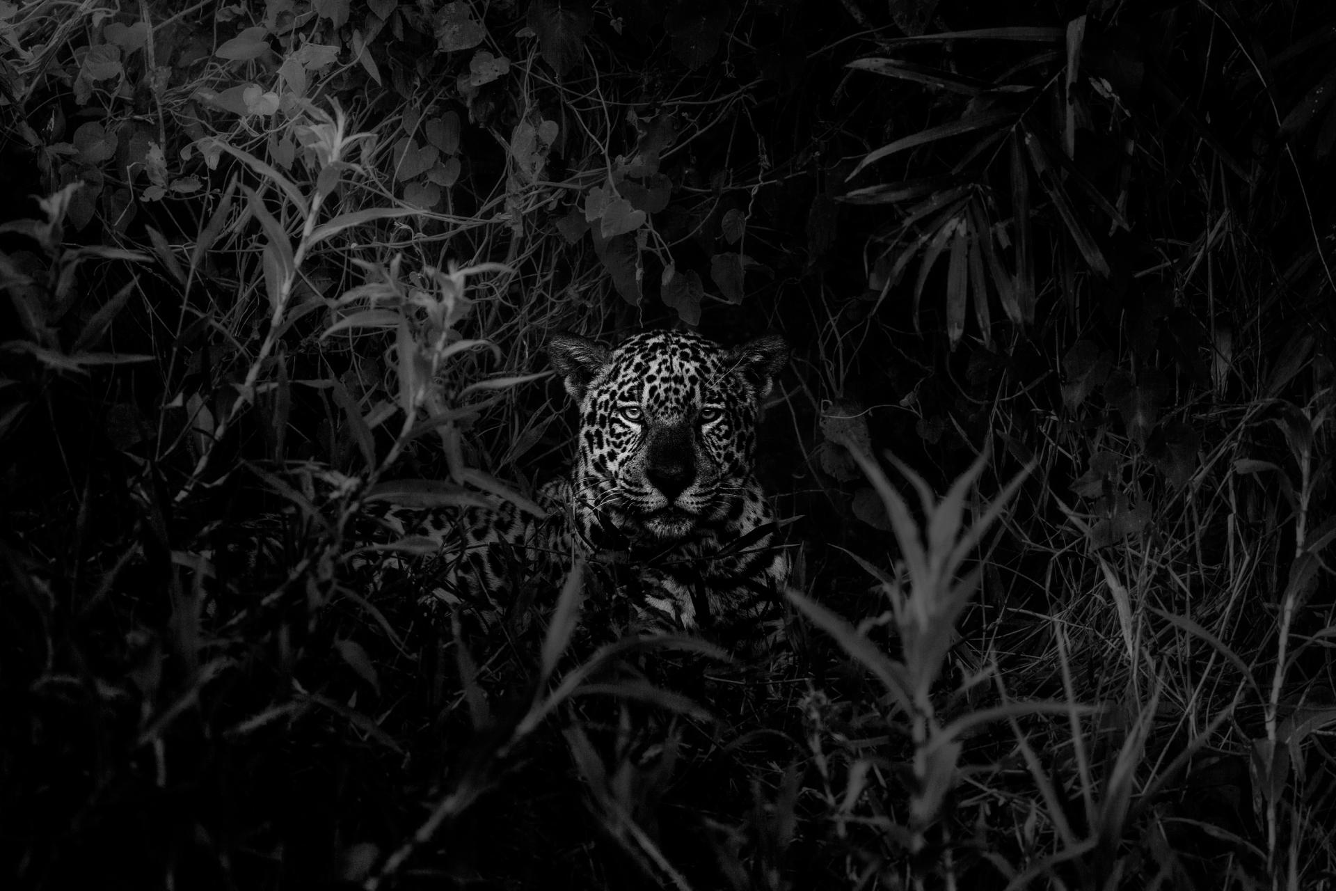 New York Photography Awards Winner - Watcher of the Darkness