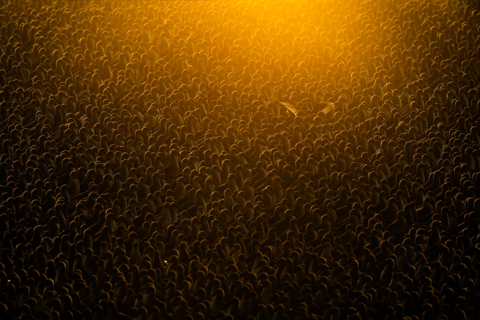New York Photography Awards Winner - Flock of Gold