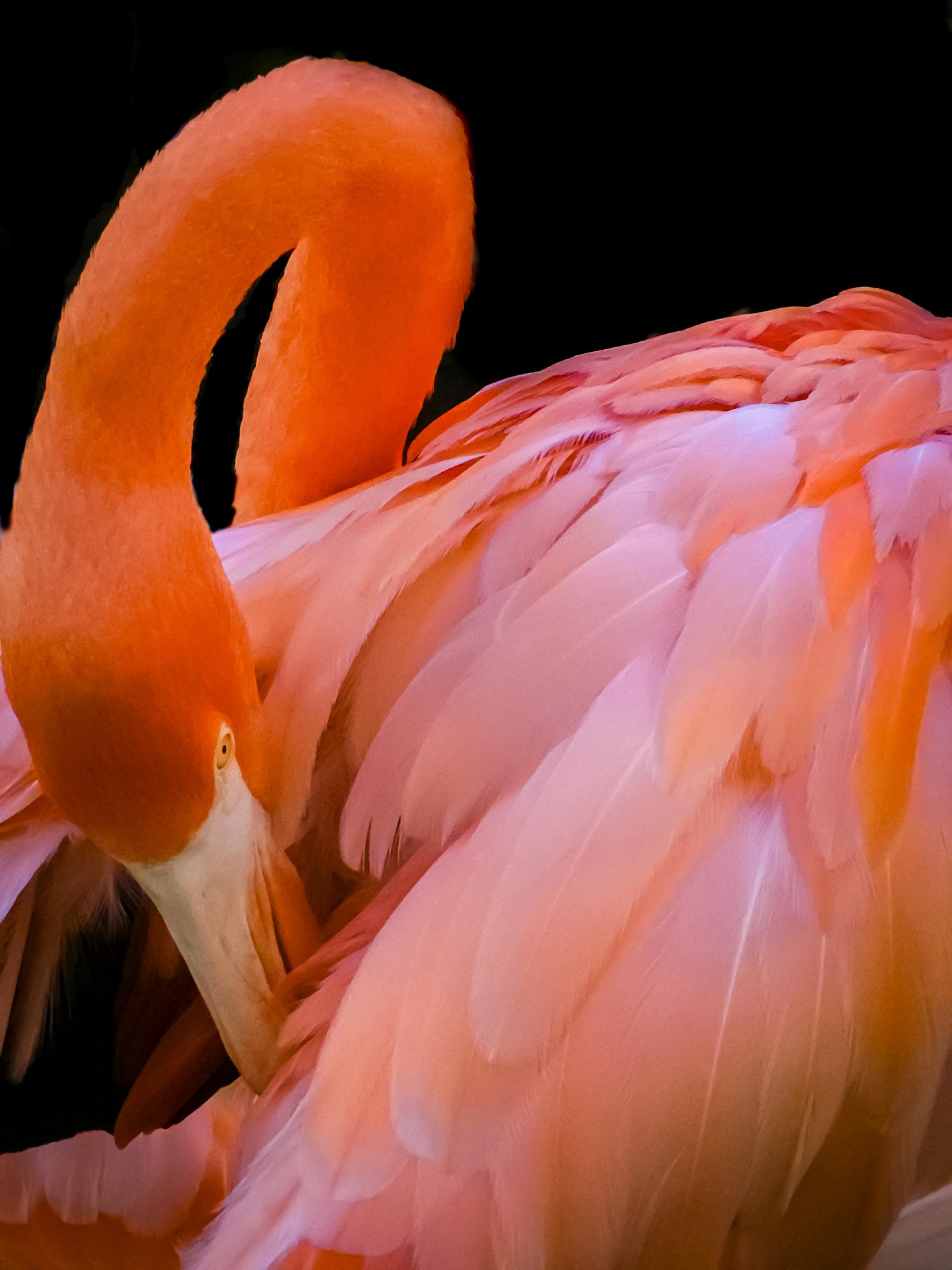 New York Photography Awards Winner - Symphony of Coral and Flame